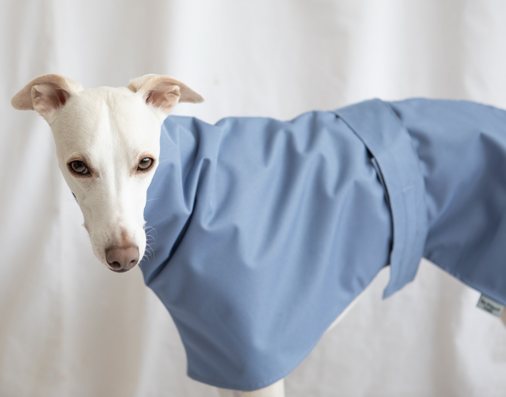 Lightweight waterproof Greyhound Coats , Raincoats for Whippets ,Cotton Lined raincoats. - Image 3