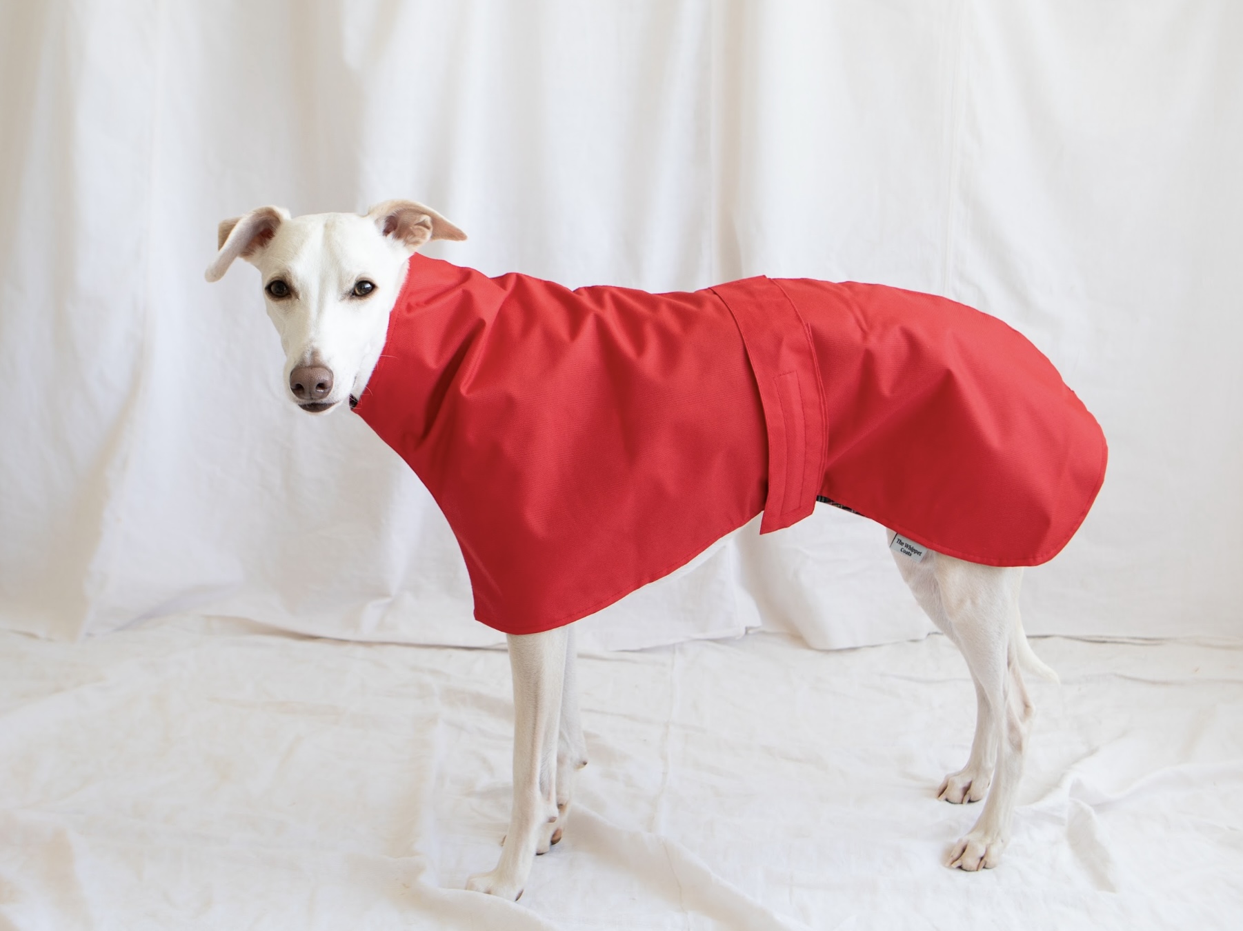 Lightweight waterproof Greyhound Coats , Raincoats for Whippets ,Cotton Lined raincoats.