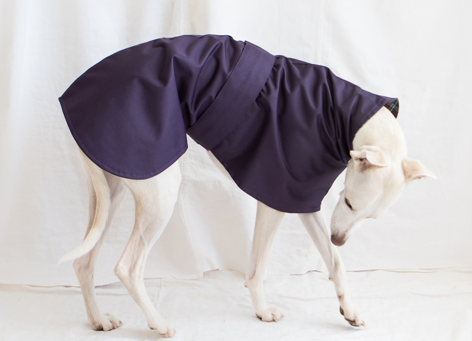 Lightweight waterproof Greyhound Coats , Raincoats for Whippets ,Cotton Lined raincoats. - Image 5