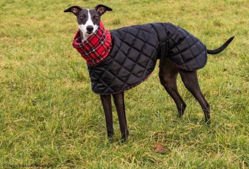 Waterproof Winter Whippet and Greyhound Quilted Coats