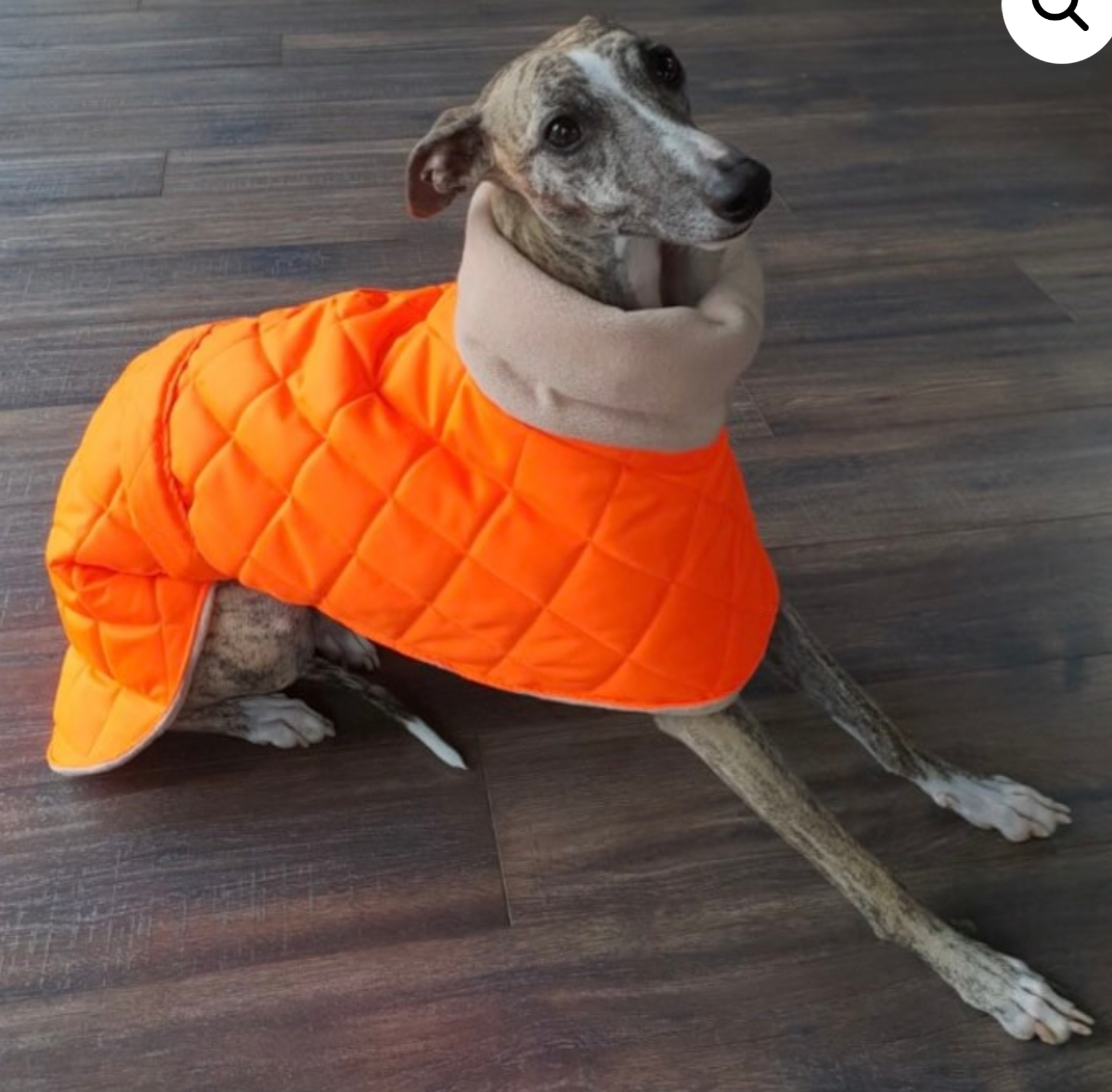 Hi Vis Whippet Coat